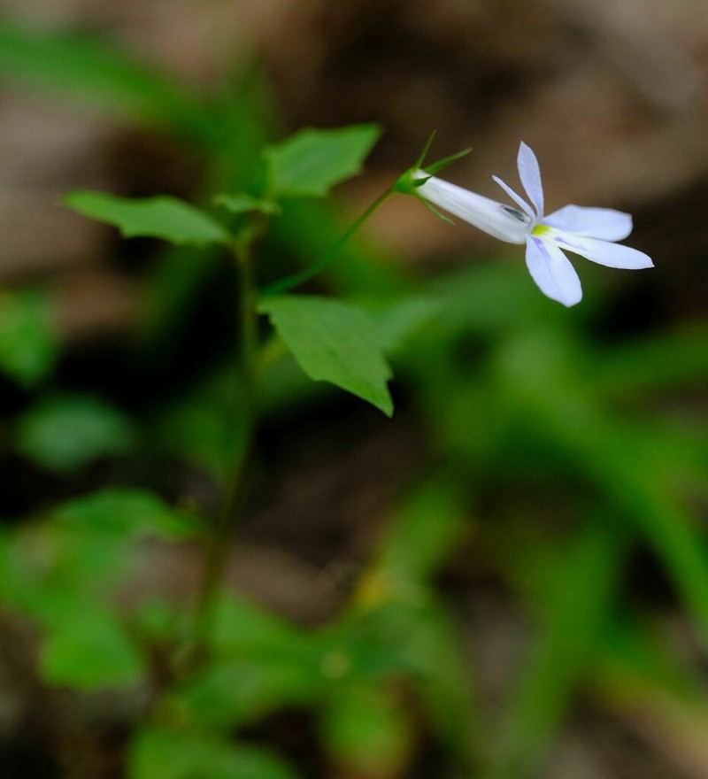 Lobelia cuneifolia photo 7