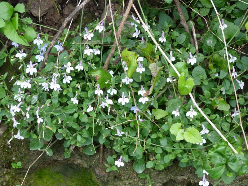 Lobelia cuneifolia photo 8
