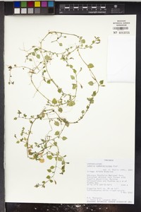 Lobelia cymbalarioides