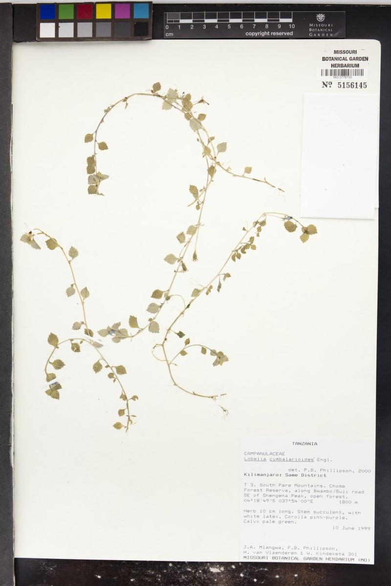 Lobelia cymbalarioides photo 2