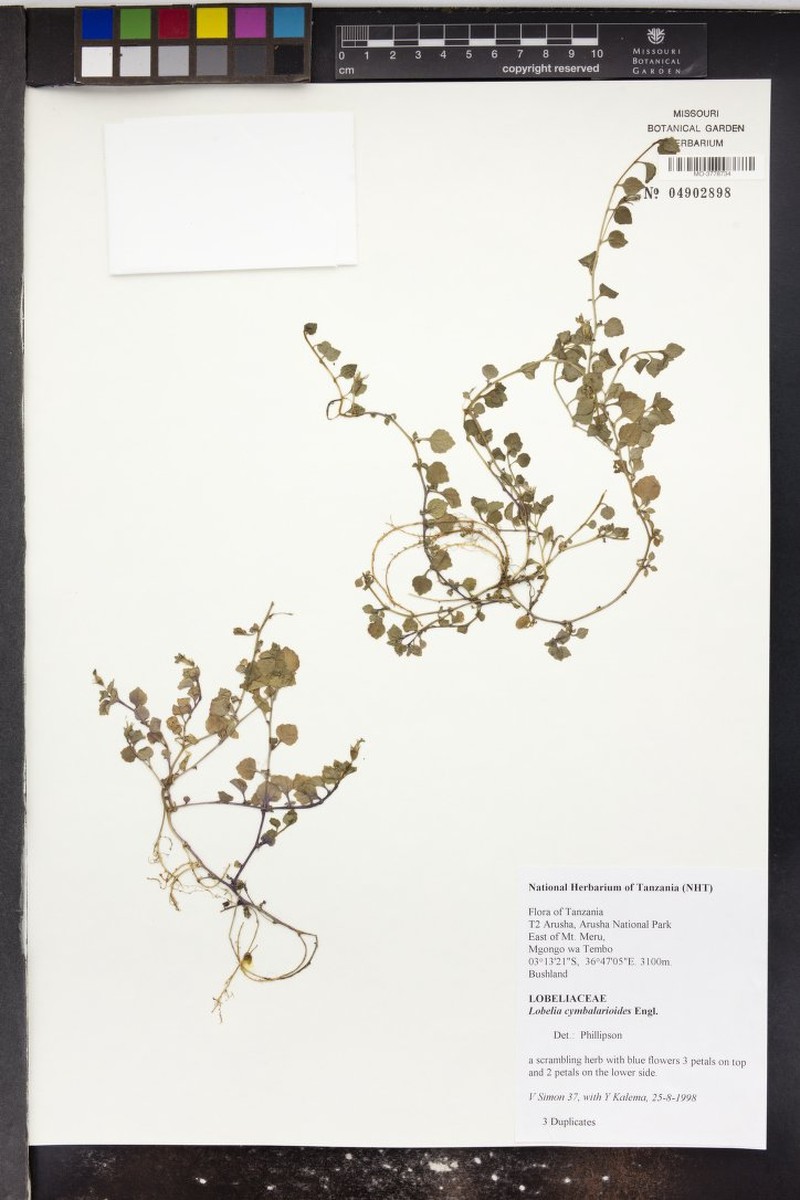 Lobelia cymbalarioides photo 3