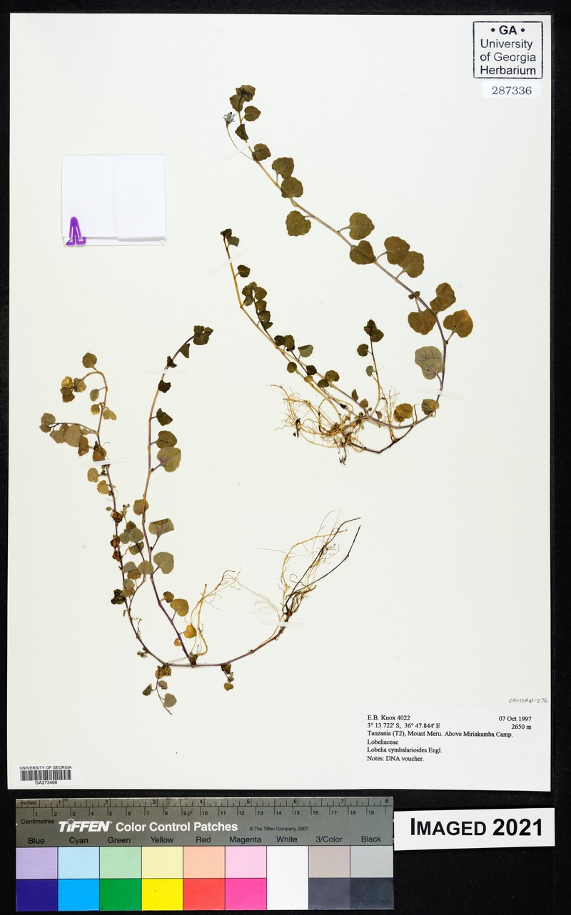Lobelia cymbalarioides photo 4