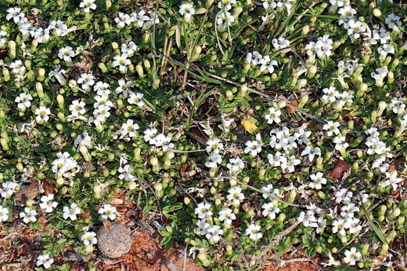 Lobelia darlingensis