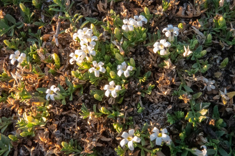Lobelia darlingensis photo 2