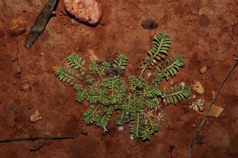 Lobelia darlingensis photo 3
