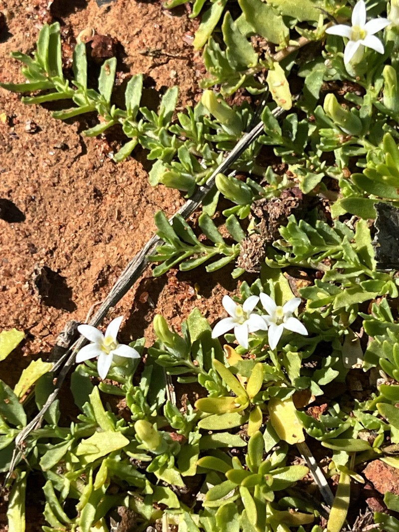 Lobelia darlingensis photo 4