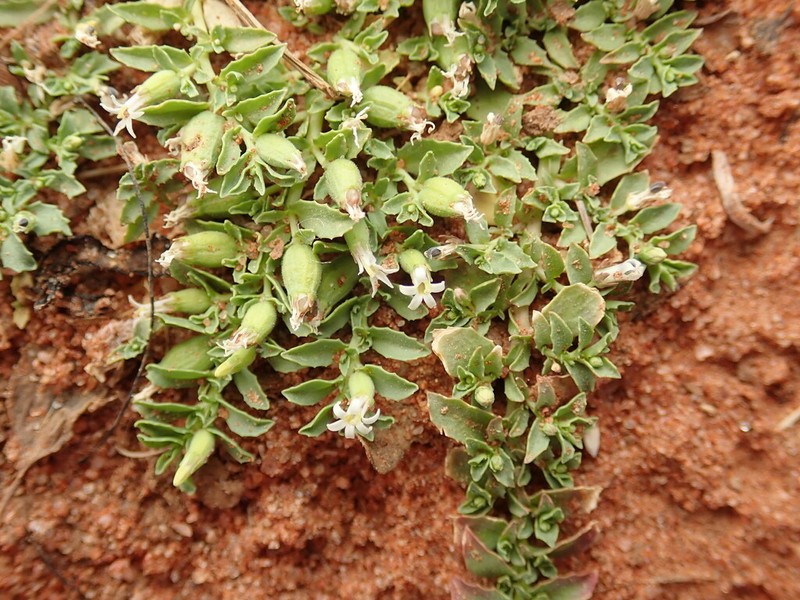 Lobelia darlingensis photo 5