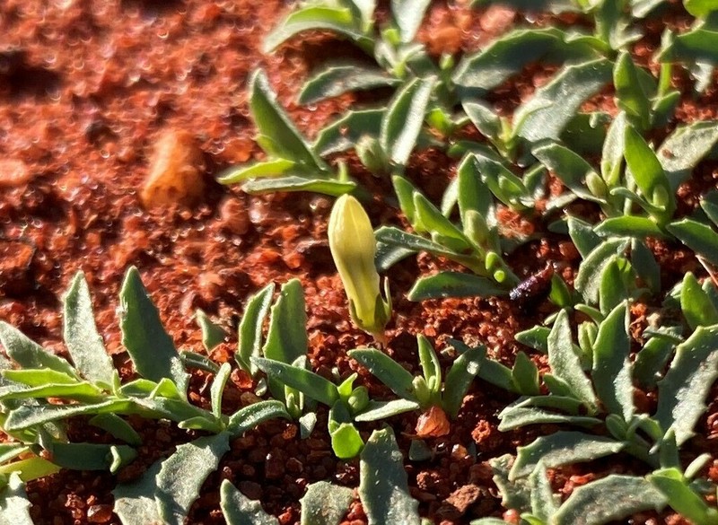 Lobelia darlingensis photo 6