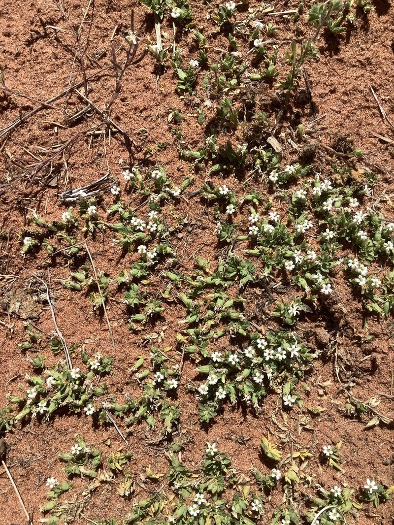 Lobelia darlingensis photo 8