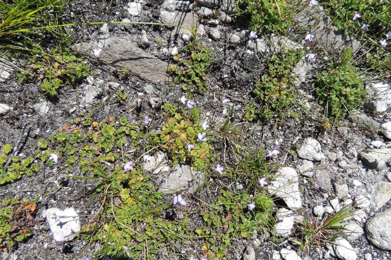 Lobelia dasyphylla