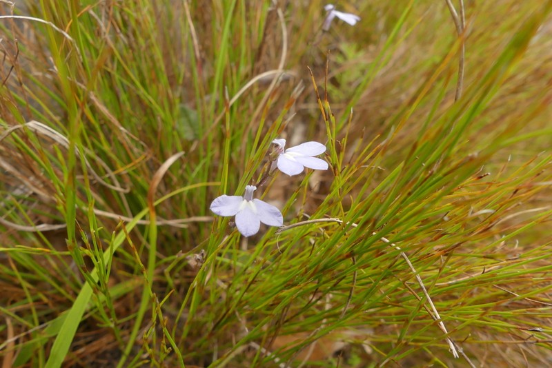 Lobelia dasyphylla photo 2