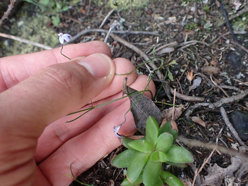 Lobelia dasyphylla photo 3