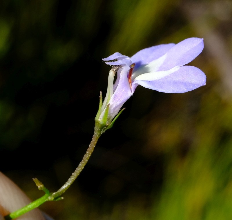 Lobelia dasyphylla photo 4