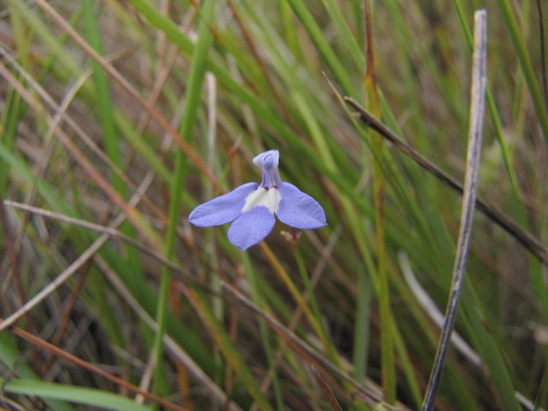 Lobelia dasyphylla photo 5