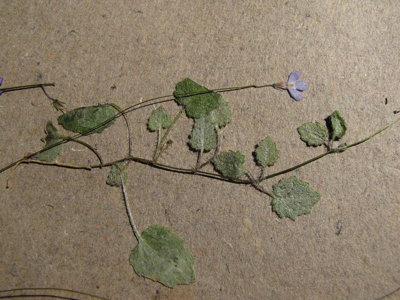 Lobelia dasyphylla photo 6