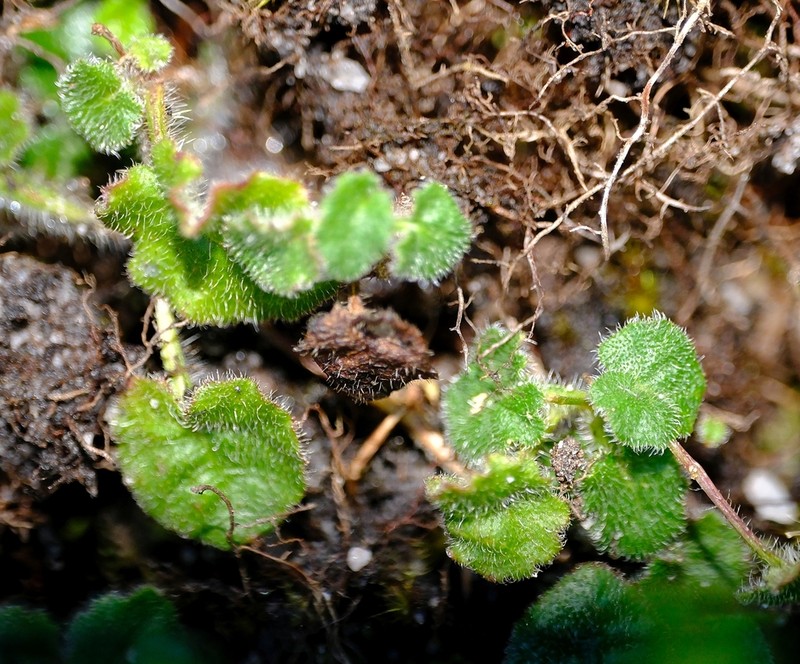 Lobelia dasyphylla photo 7