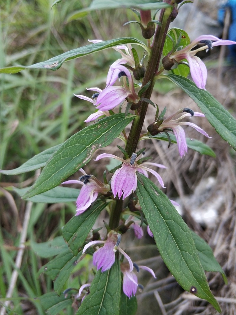 Lobelia davidii