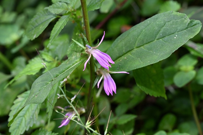Lobelia davidii photo 2
