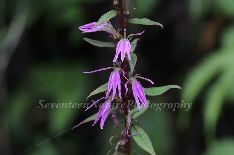 Lobelia davidii photo 3