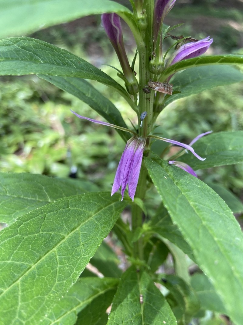 Lobelia davidii photo 4