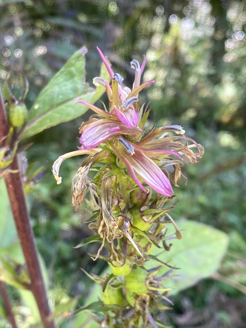 Lobelia davidii photo 5