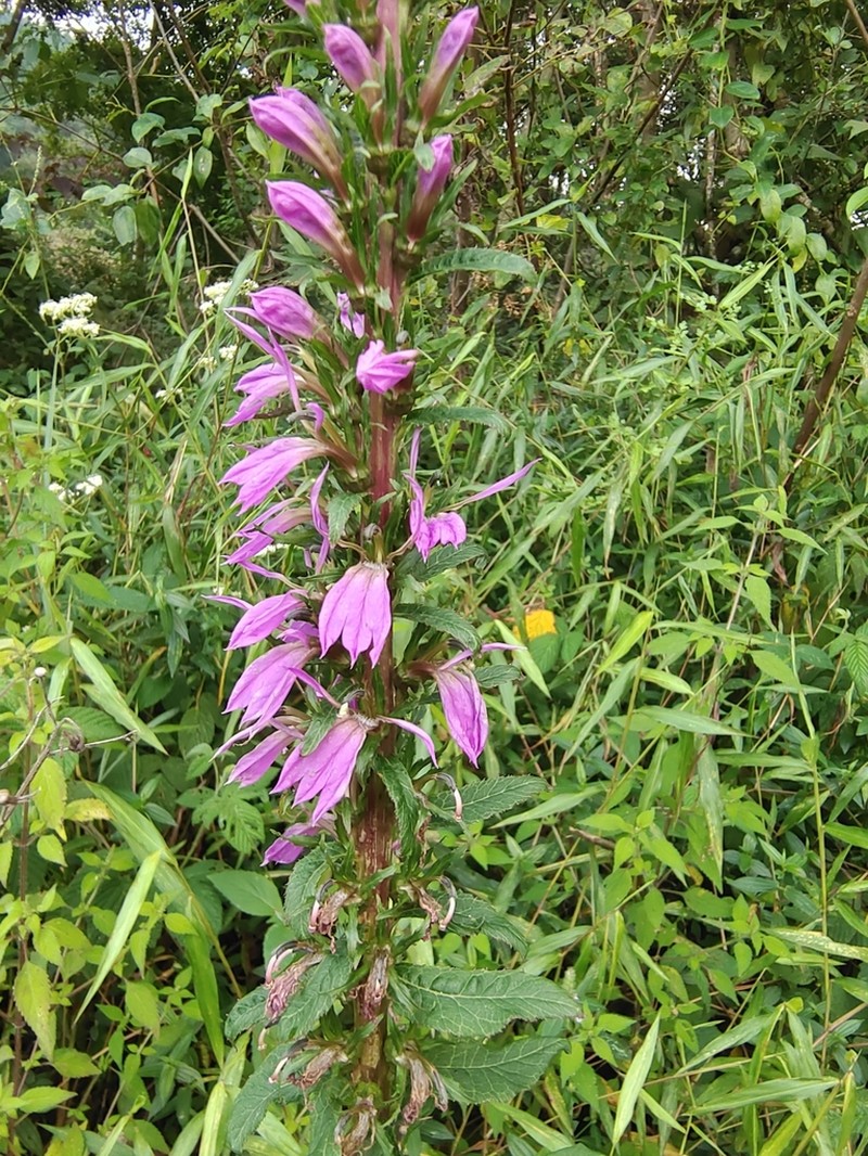 Lobelia davidii photo 6