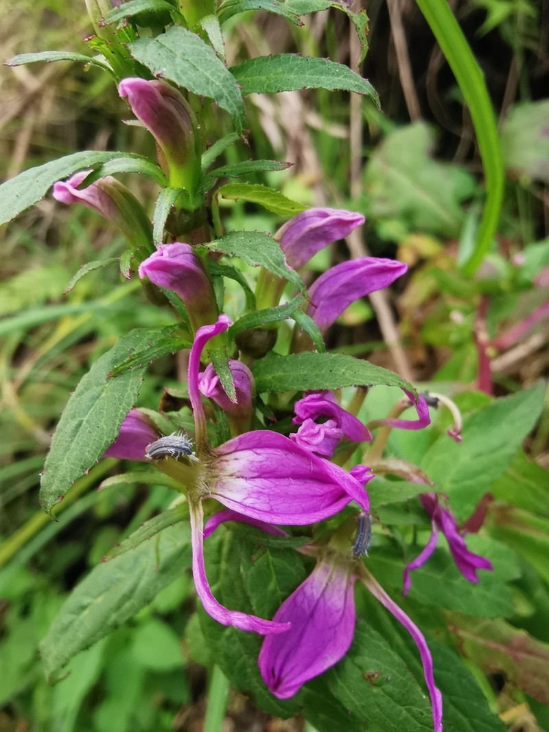 Lobelia davidii photo 7