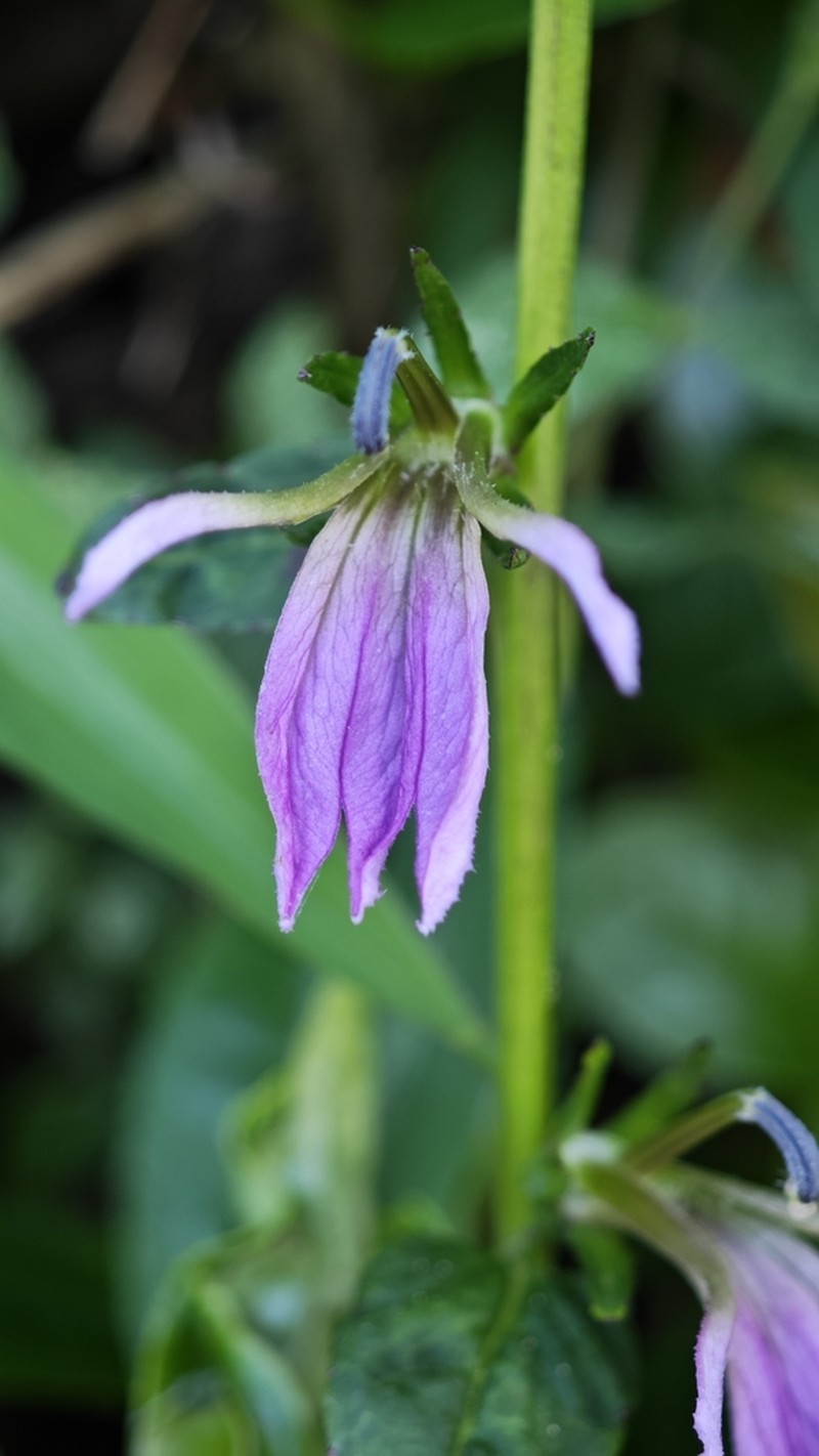 Lobelia davidii photo 8