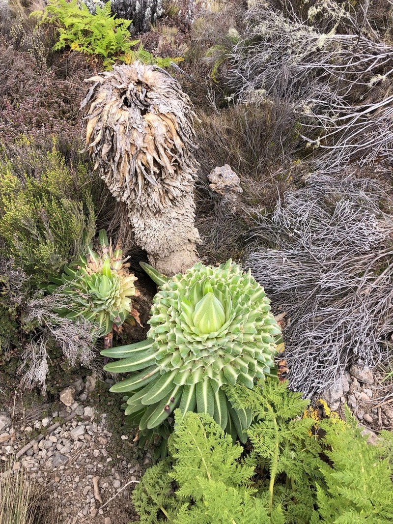 Lobelia deckenii