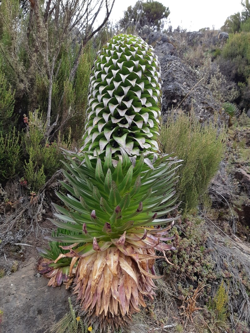 Lobelia deckenii photo 2