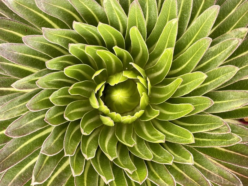 Lobelia deckenii photo 3