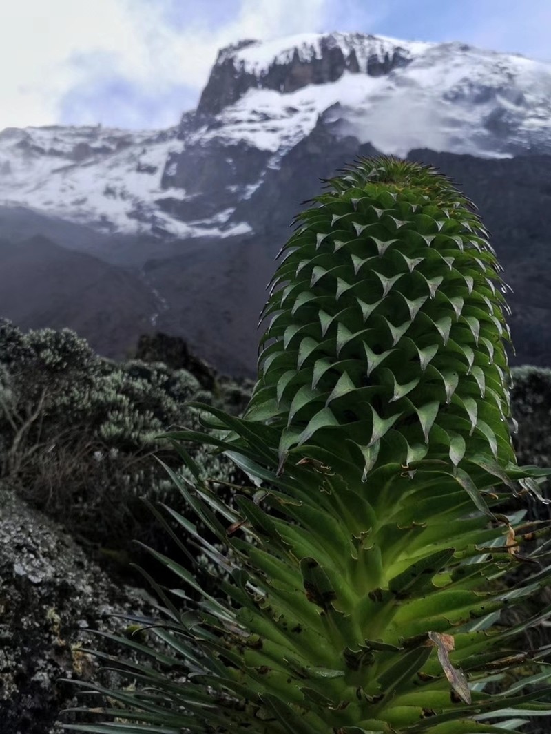 Lobelia deckenii photo 4