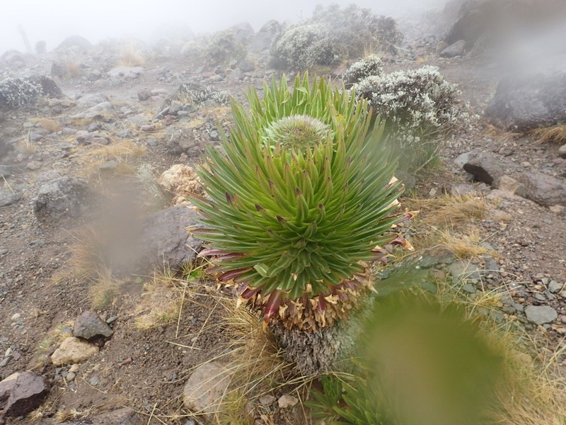 Lobelia deckenii photo 5