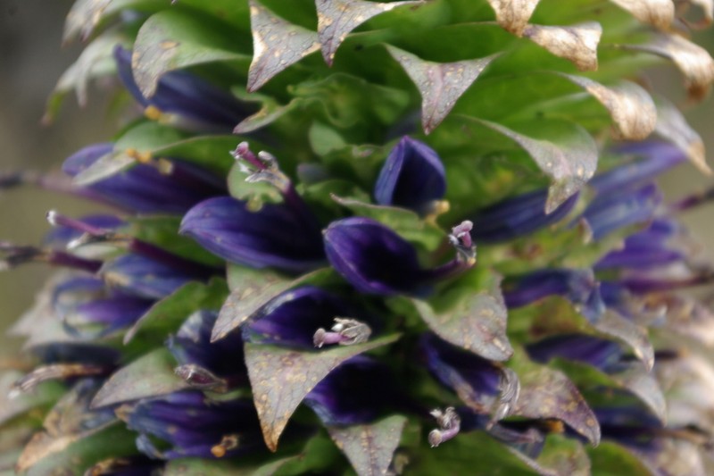 Lobelia deckenii photo 6
