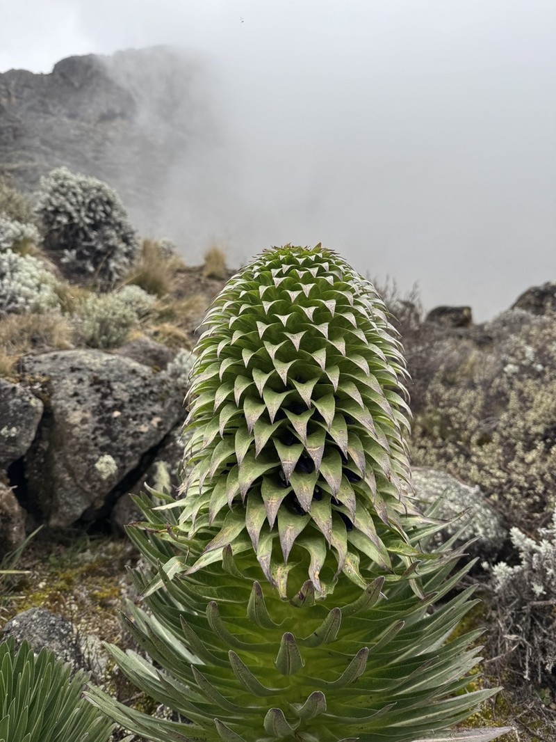 Lobelia deckenii photo 7