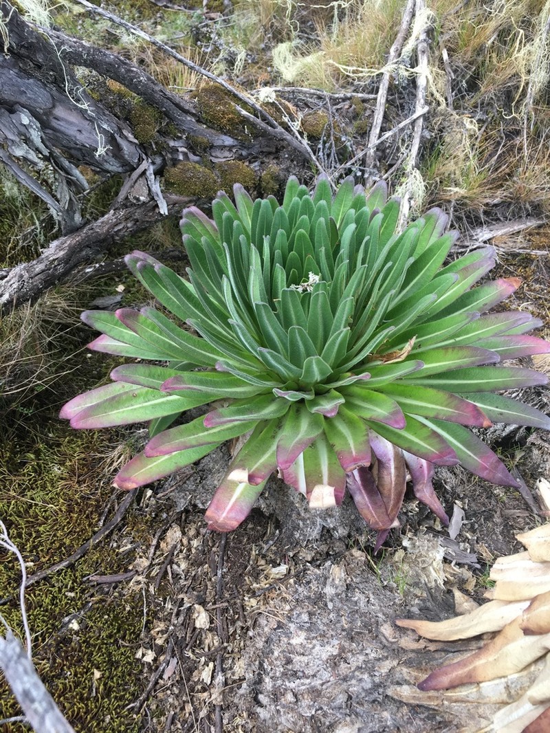 Lobelia deckenii photo 8