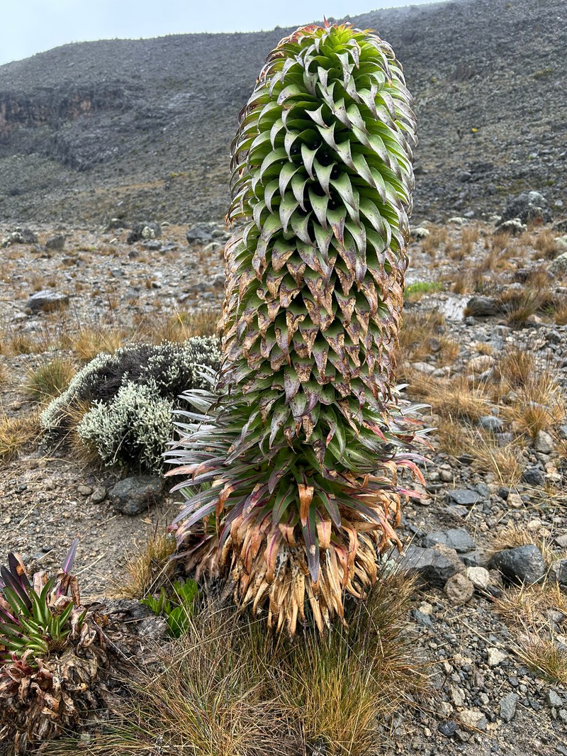 Lobelia deckenii subsp. deckenii