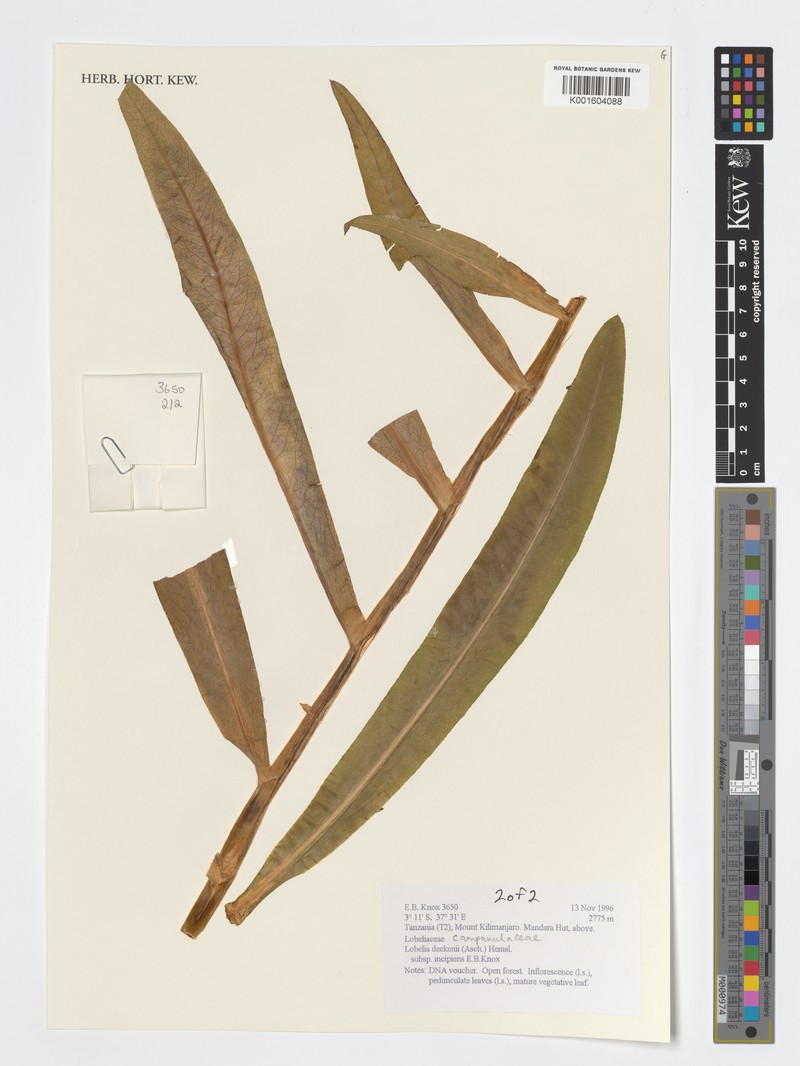 Lobelia deckenii subsp. incipiens
