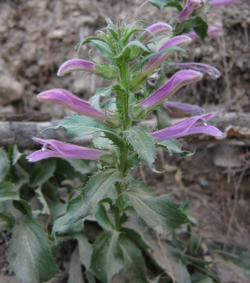 Lobelia decurrens