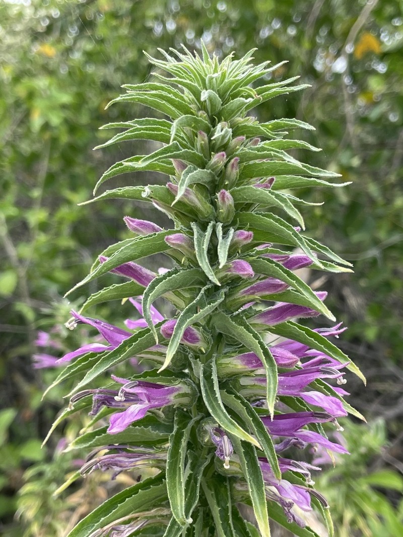 Lobelia decurrens photo 2