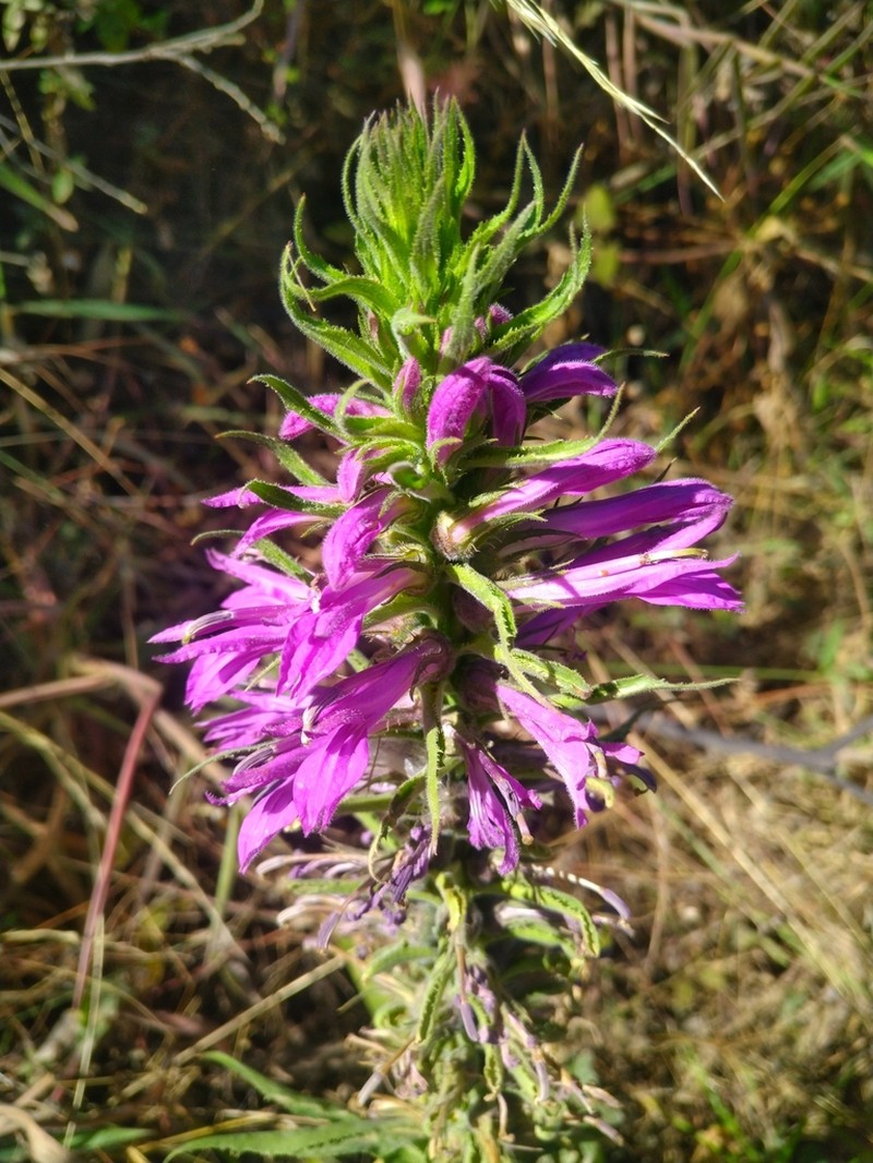 Lobelia decurrens photo 3