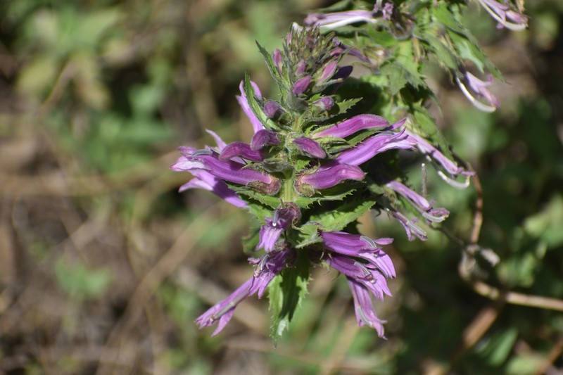 Lobelia decurrens photo 4
