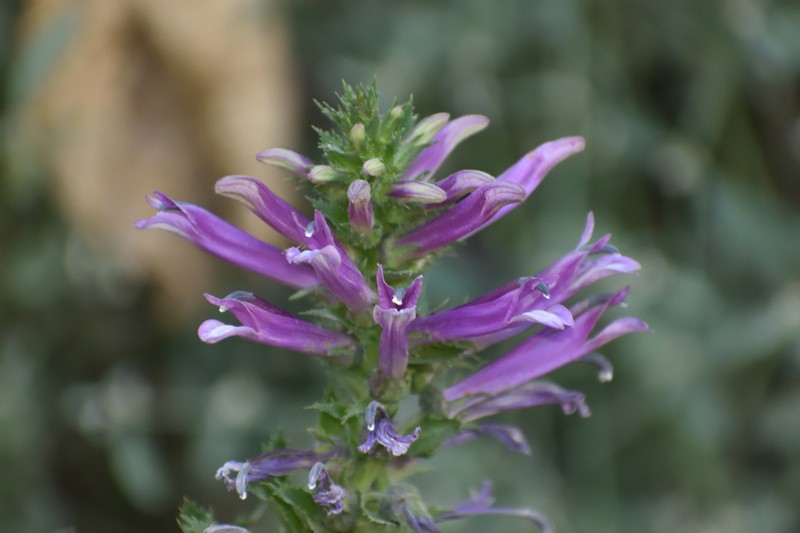 Lobelia decurrens photo 5