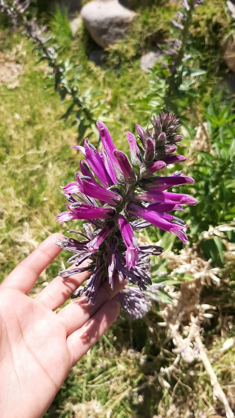 Lobelia decurrens photo 7