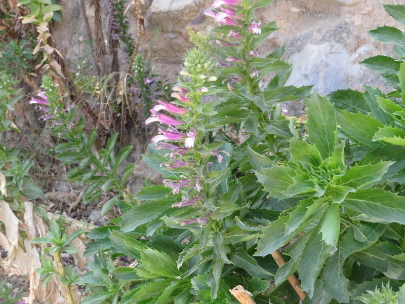 Lobelia decurrens photo 8
