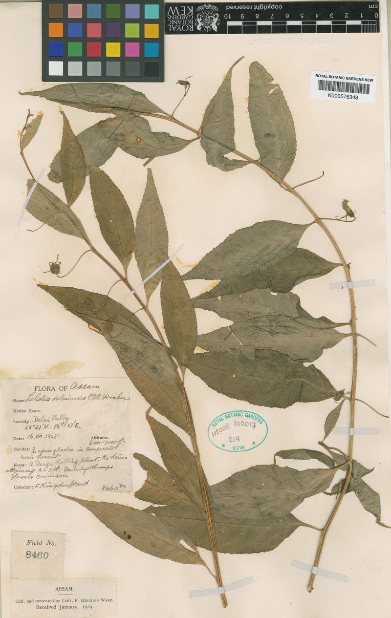 Lobelia deleiensis