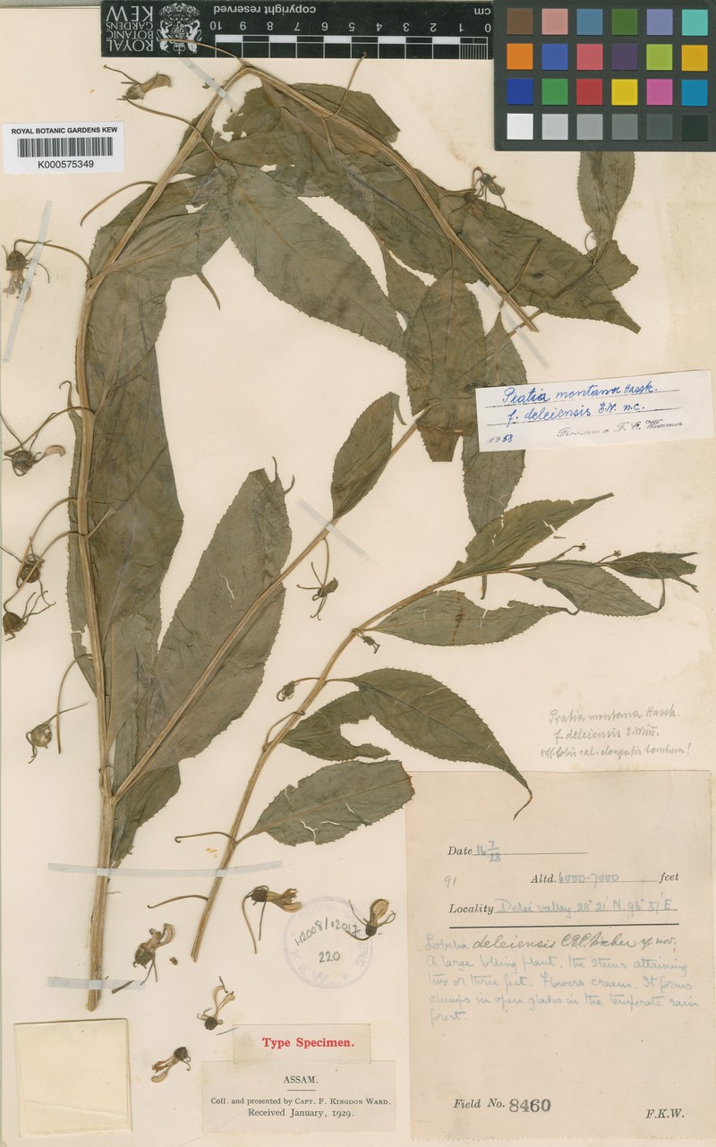Lobelia deleiensis photo 2