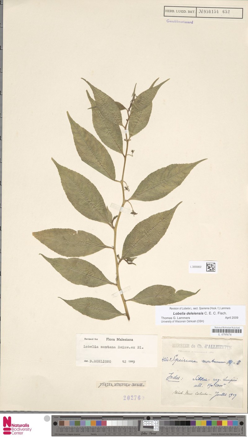 Lobelia deleiensis photo 3