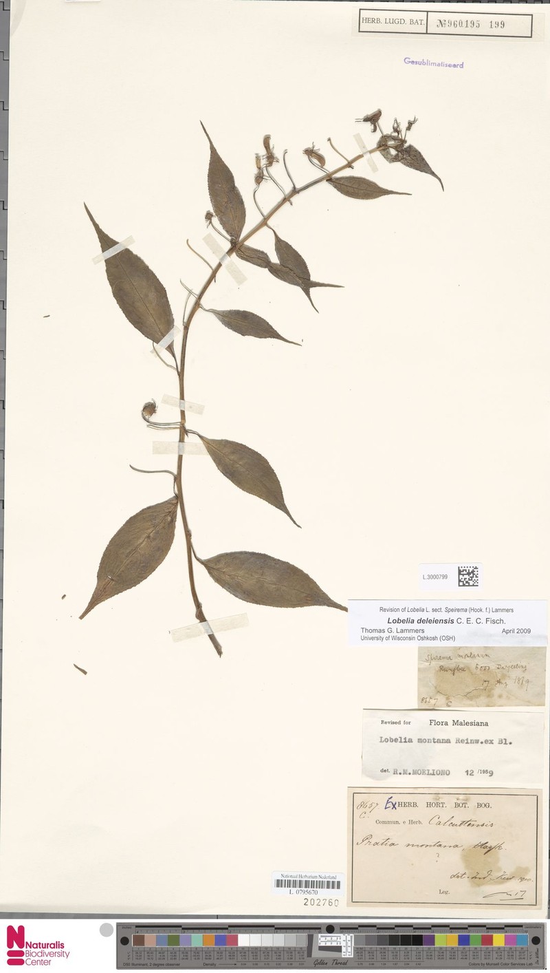 Lobelia deleiensis photo 4