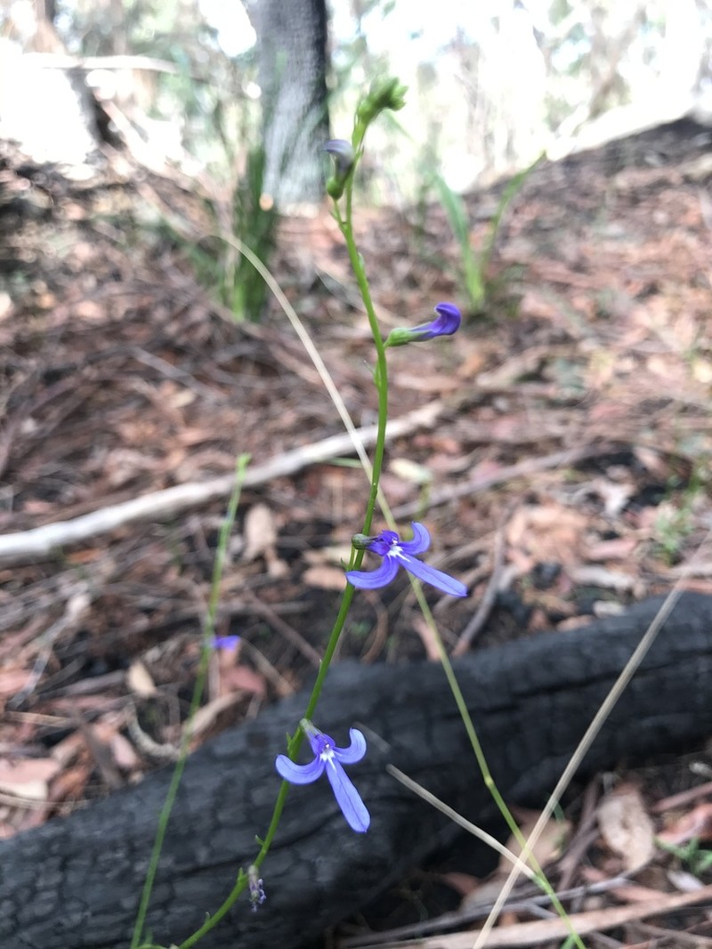 Lobelia dentata